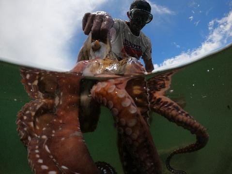 Amankan Wilayah Tangkap Gurita, Nelayan Banggai Lakukan Patroli Mandiri