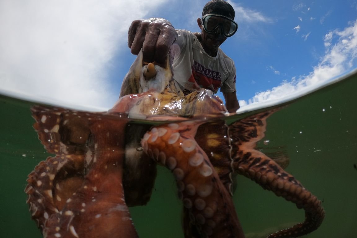 Nelayan gurita Sulawesi