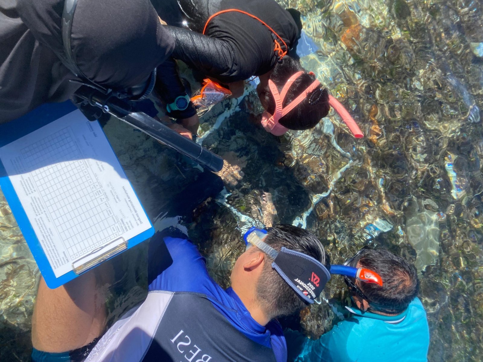 Identifikasi Ekosistem Laut dan Pesisir, Enam Spesies Lamun Berhasil Ditemukan di Torosiaje