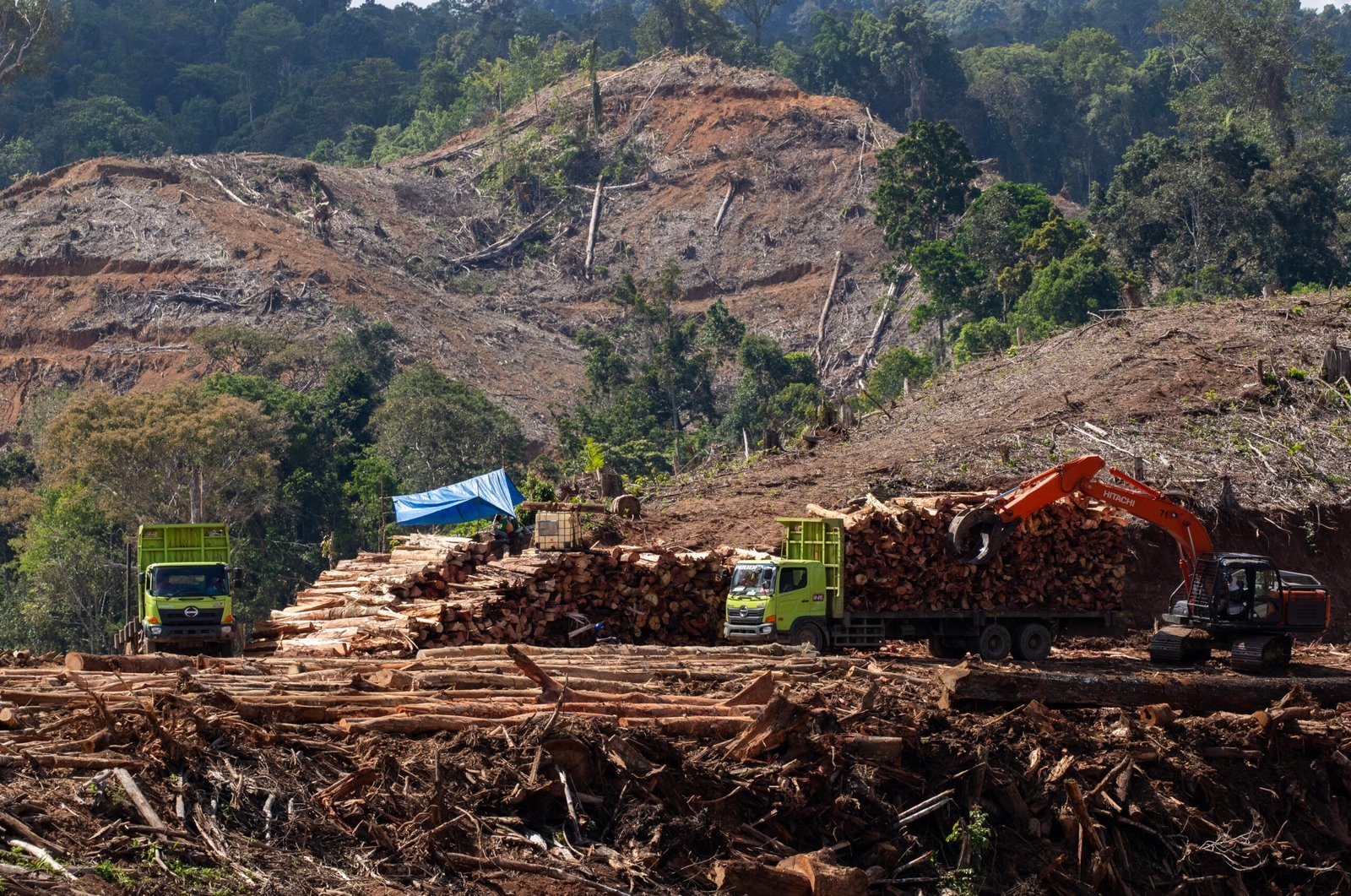 Ilusi bioenergi dan kesejahteraan masyarakat