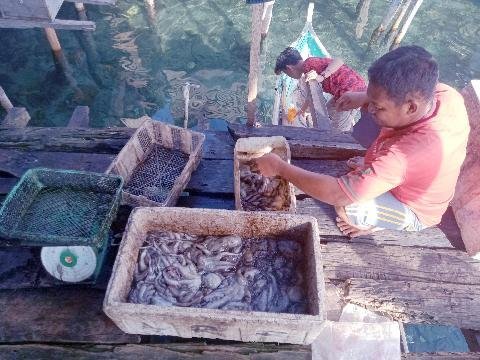 Mantan “Pelaut Ulung” dan Lika-Liku Menggeluti Usaha Gurita