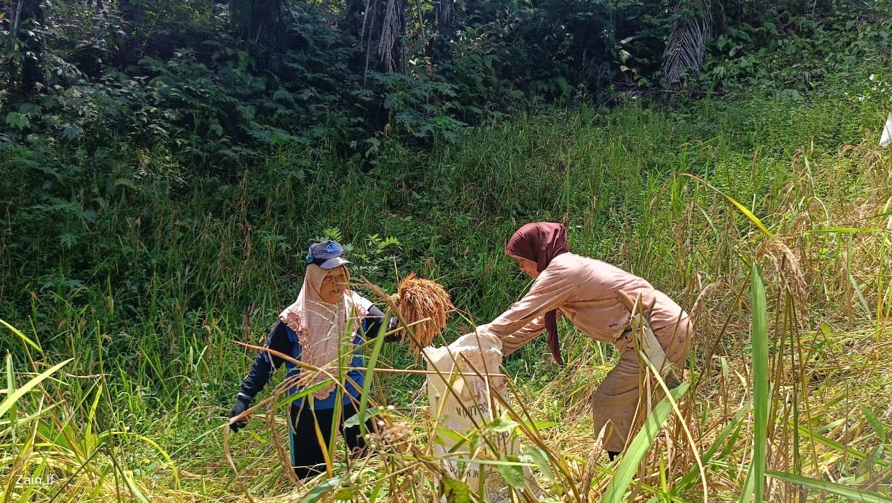 Padi Ladang, Angin Segar pertanian di Desa Ilomata