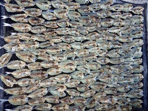 Pak Rudi si Pembuat Ikan Garam