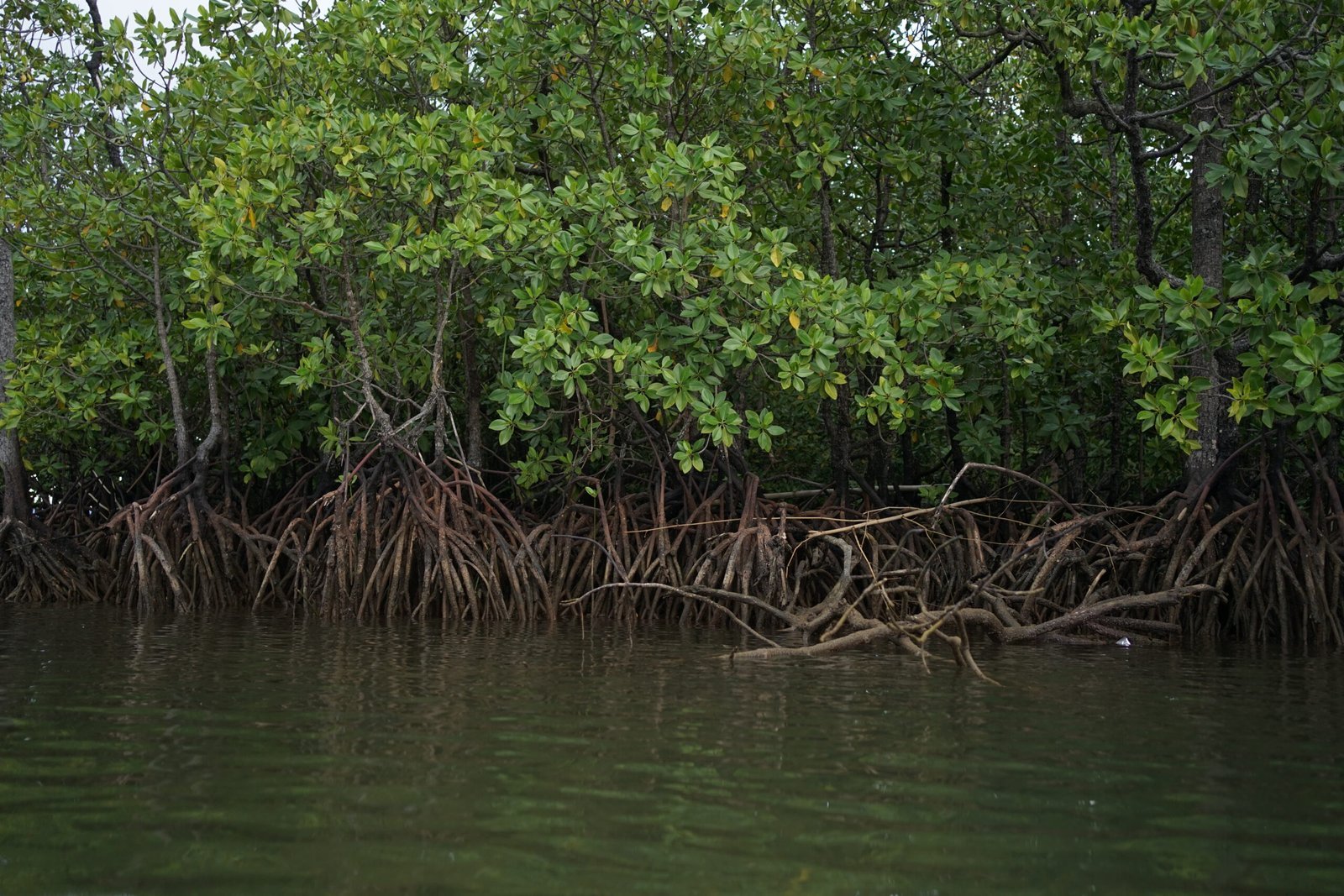 Press Release: Desa Uwedikan Inisiasi Pengajuan Izin Perhutanan Sosial Kawasan Mangrove