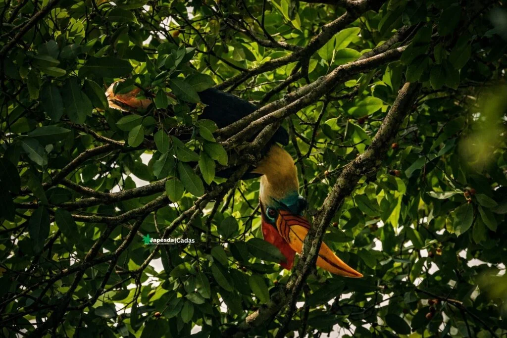 Julang Sulawesi atau Rhyticeros cassidix. Foto: Yusran Hamdjati/Japesda.