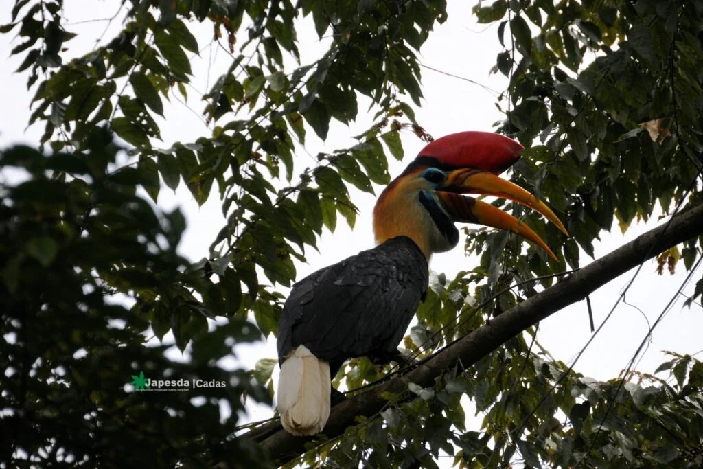 Hutan Gorontalo Menyusut, Julang Sulawesi Makin Terancam