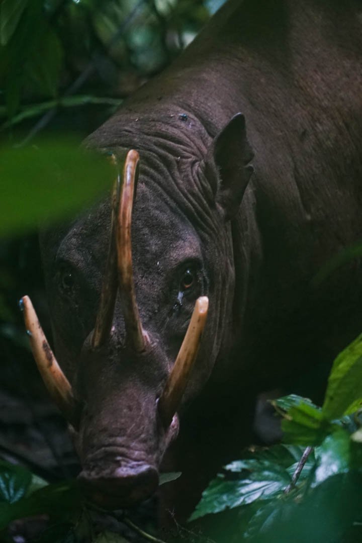 Smart patrol: anggota pumk cahaya terang ilomata turut menjaga hutan