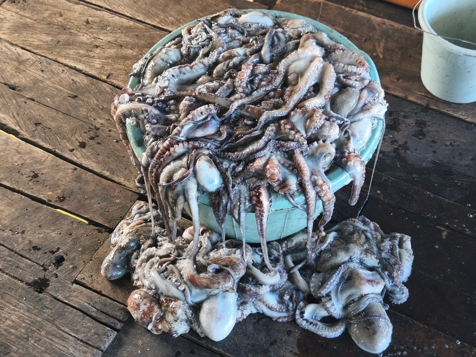 Tabungan Laut Melimpah di Tengah Ancaman Perubahan Iklim di Desa Torosiaje